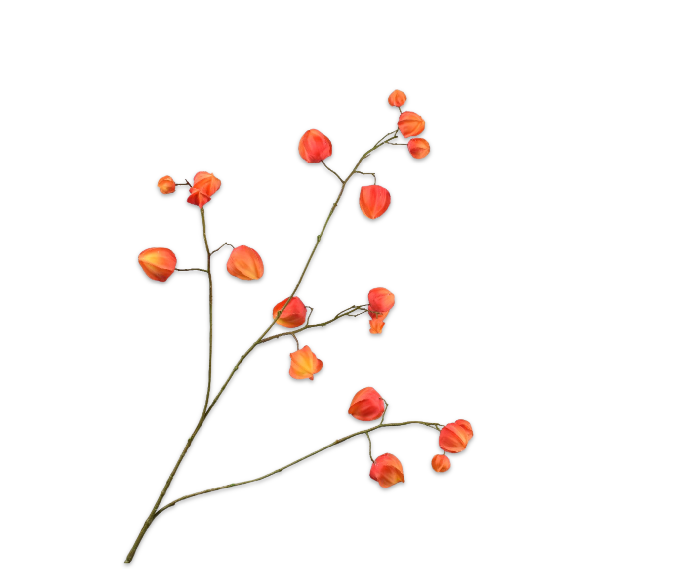 Silk ka physalis tak oranje