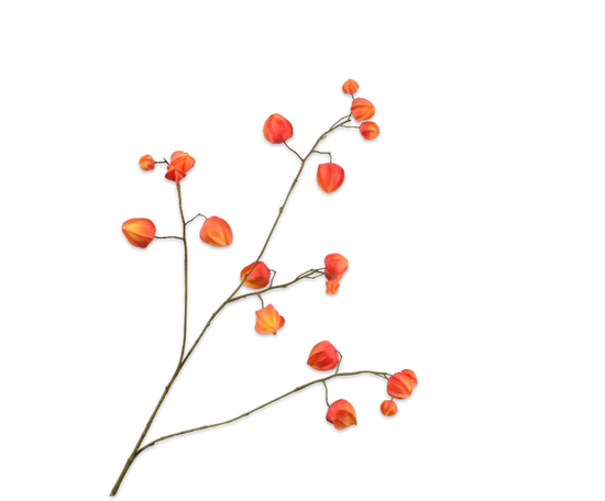 Silk ka physalis tak oranje