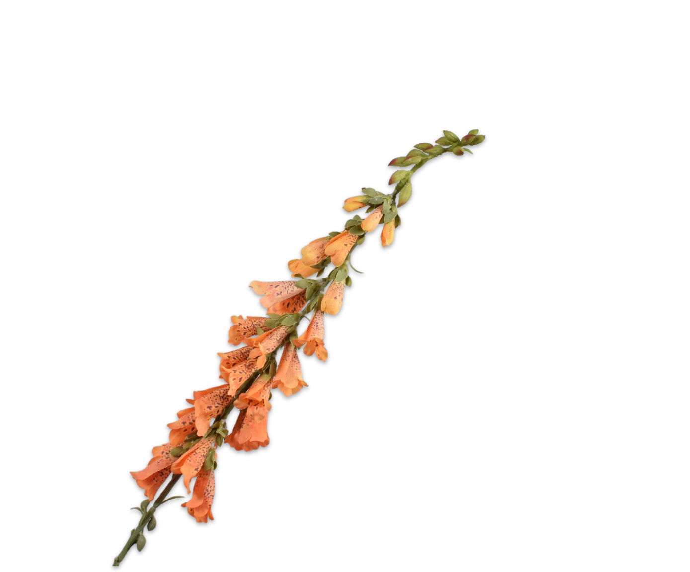 Silk ka digitalis oranje