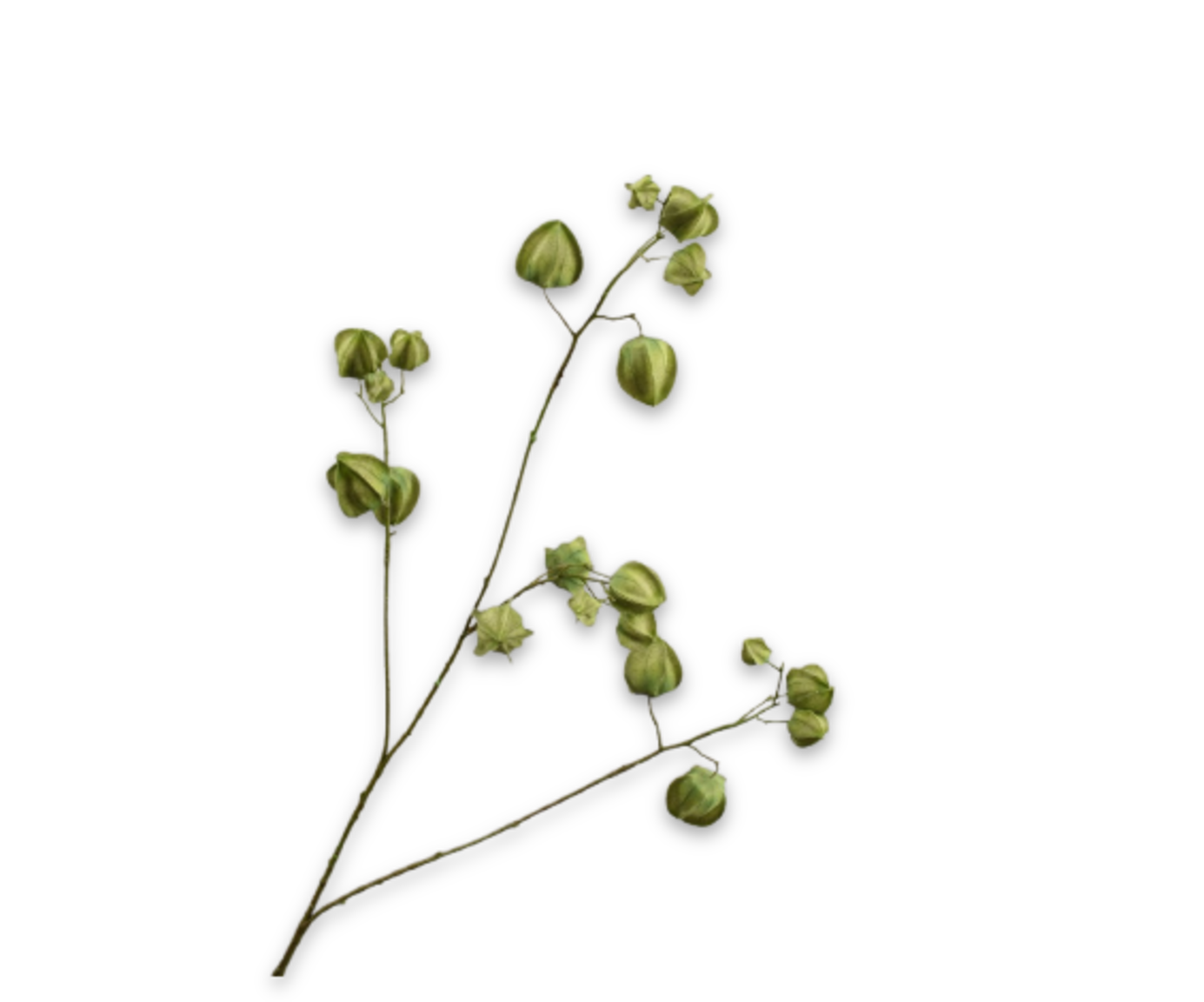 Silk ka physalis tak groen