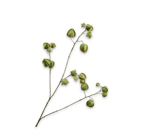 Silk ka physalis tak groen