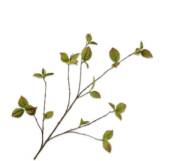 Silk ka corylus tak groen