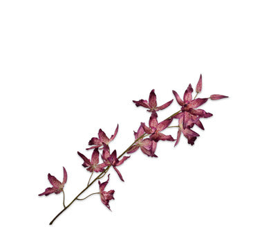 Silk ka oncidium tak beauty