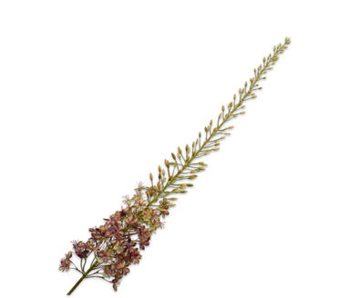Silk ka eremurus paars groen