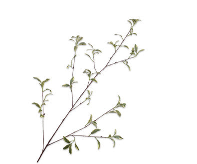 Silk ka pittosporum tak licht groen