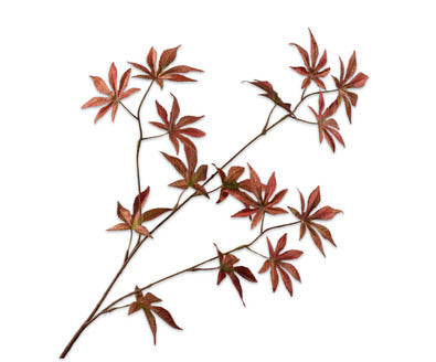 Silk ka esdoorn