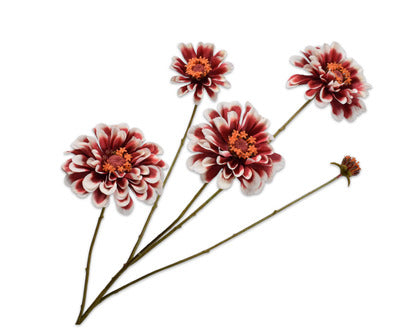 Silk ka zinnia tak