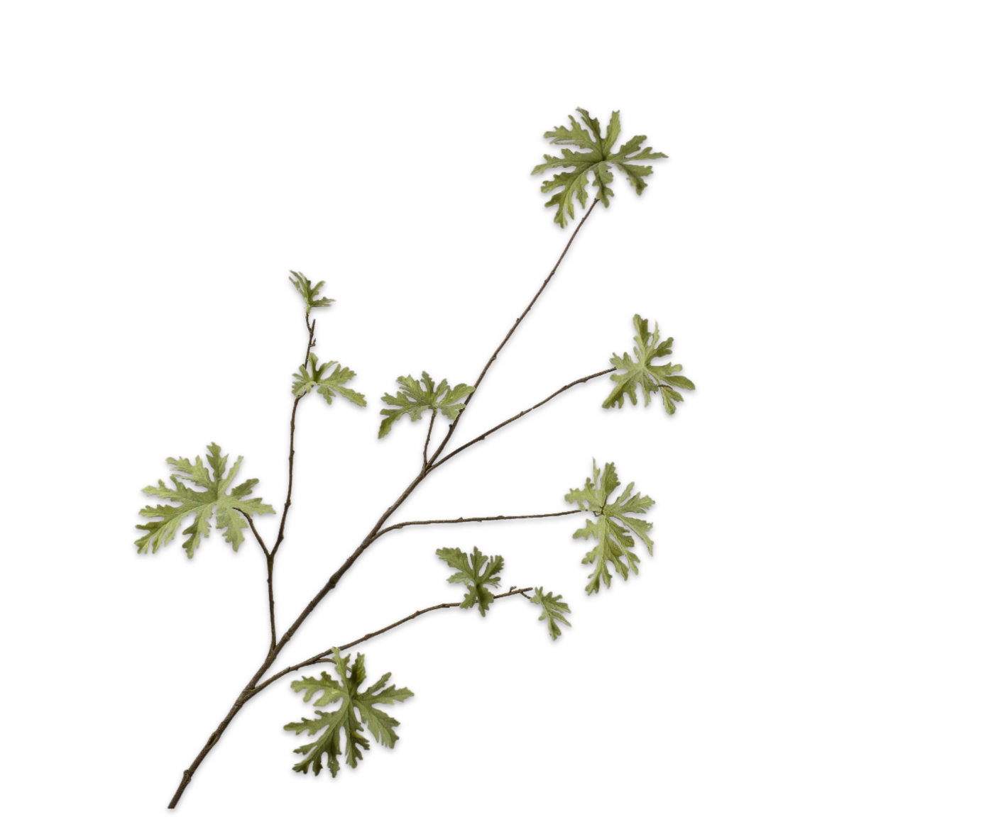 Silk ka geranium tak