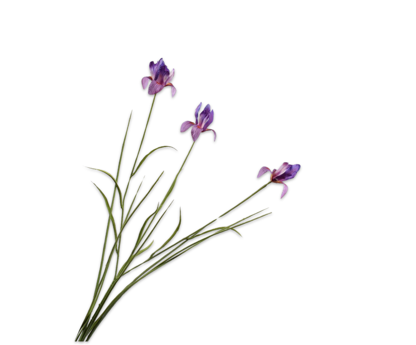 Silk ka iris tak paars