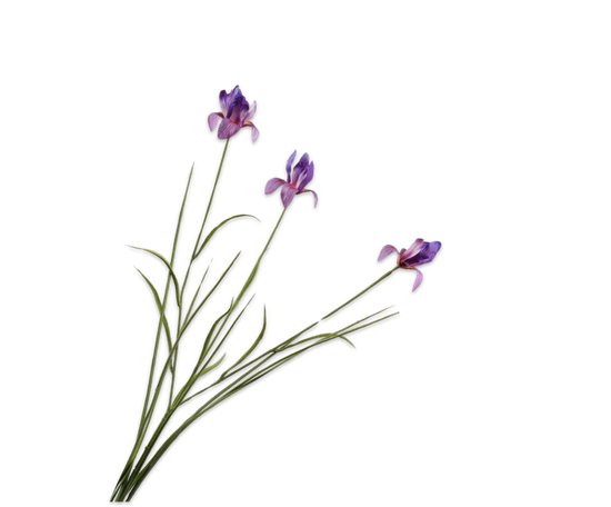 Silk ka iris tak paars