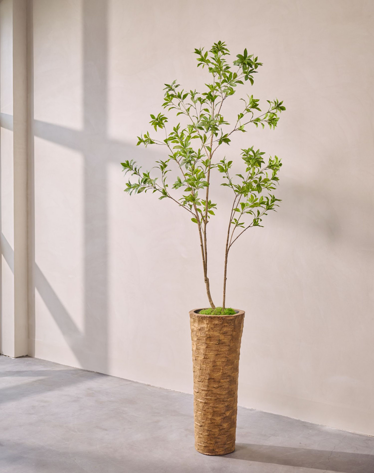 Silk ka Pittosporum