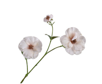 Silk ka lisianthus tak crème