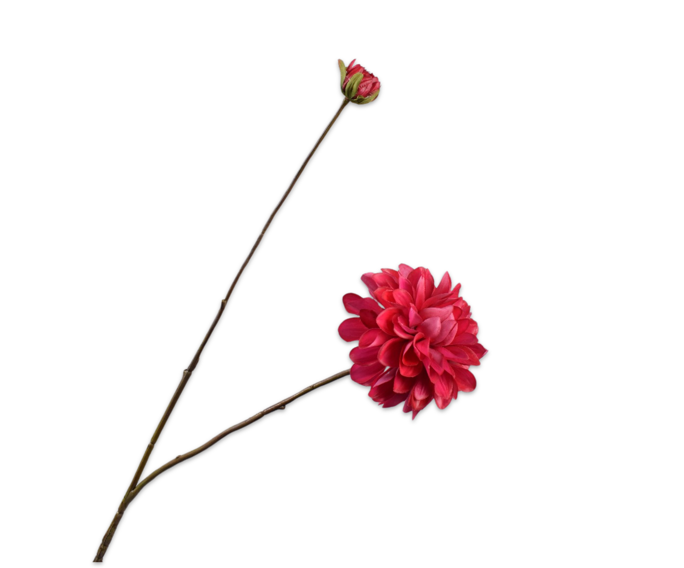 Silk ka real touch dahlia tak beauty