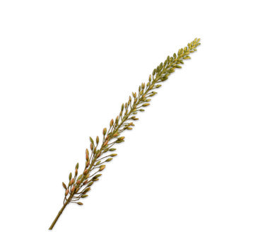 Silk ka eremurus bruin/groen