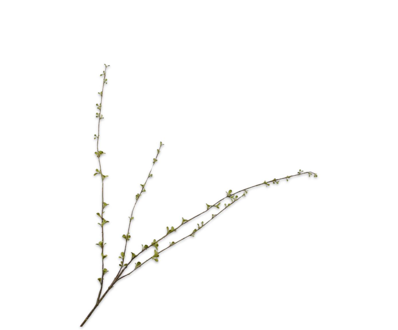 Silk ka amelanchier tak groen