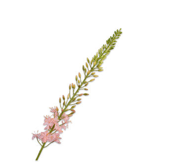 Silk ka eremurus steel licht roze