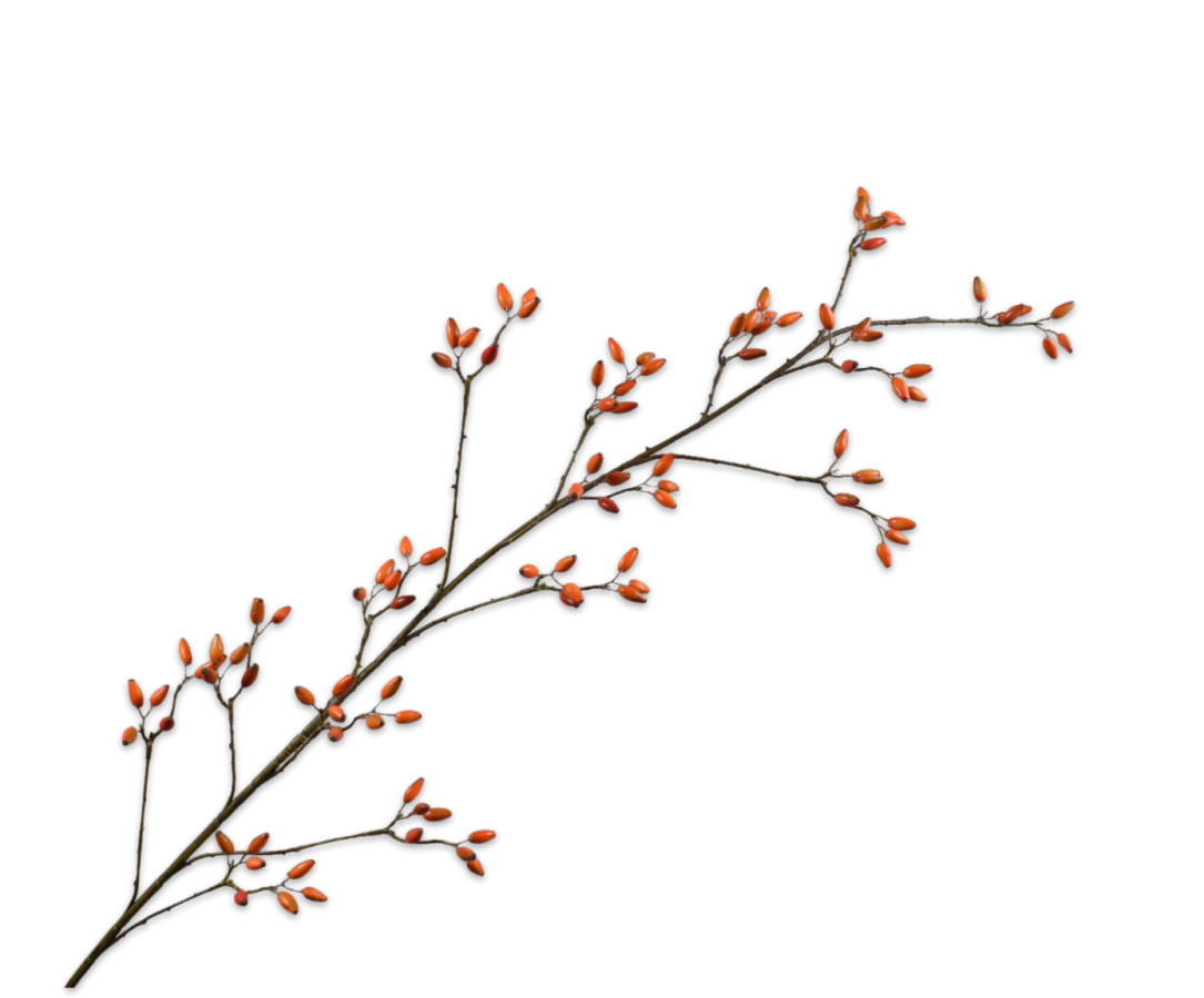 Silk ka rozenbottel