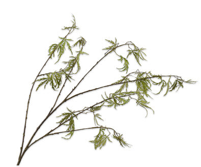 Silk ka esdoorn tak