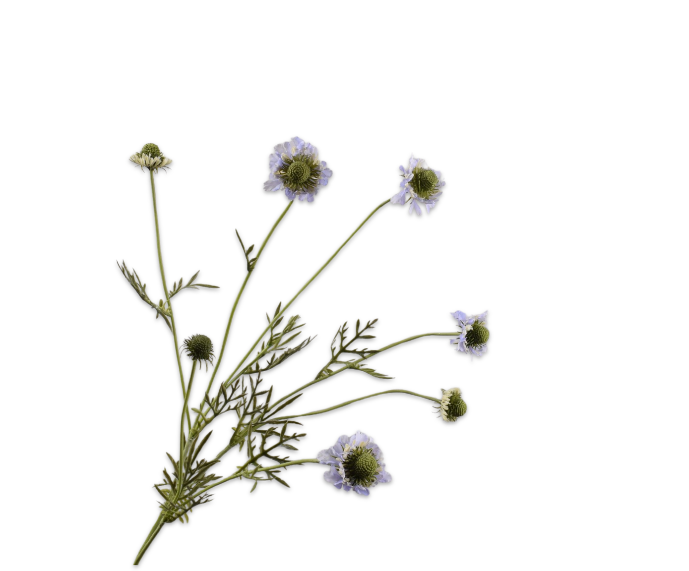 Silk ka scabiosa tak lila