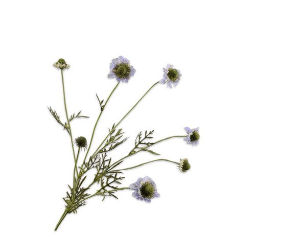 Silk ka scabiosa tak lila