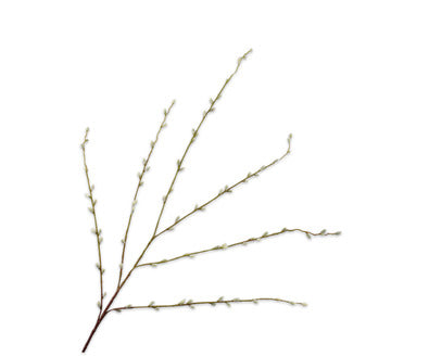 Silk ka wilgentak groen