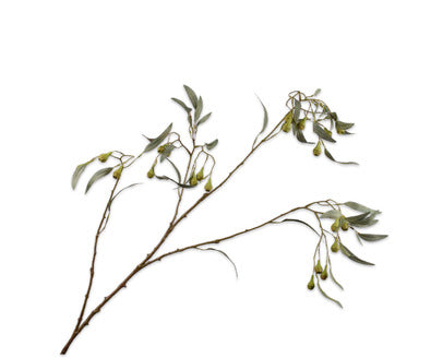 Silk ka eucalyptus tak