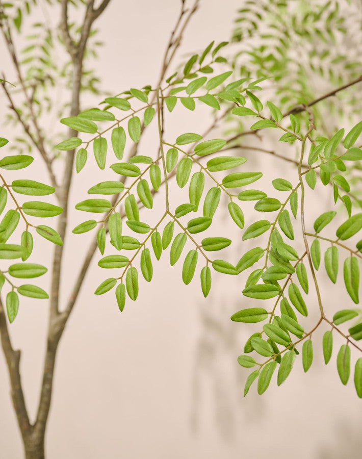 Silk ka Aralia