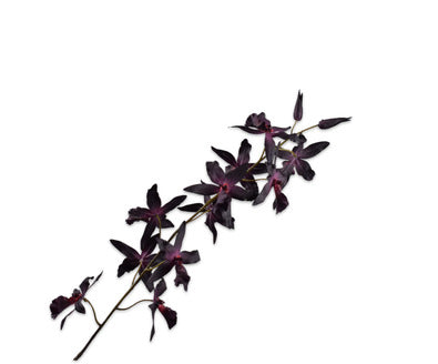 Silk ka oncidium tak