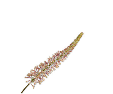 Silk ka eremurus roze/creme