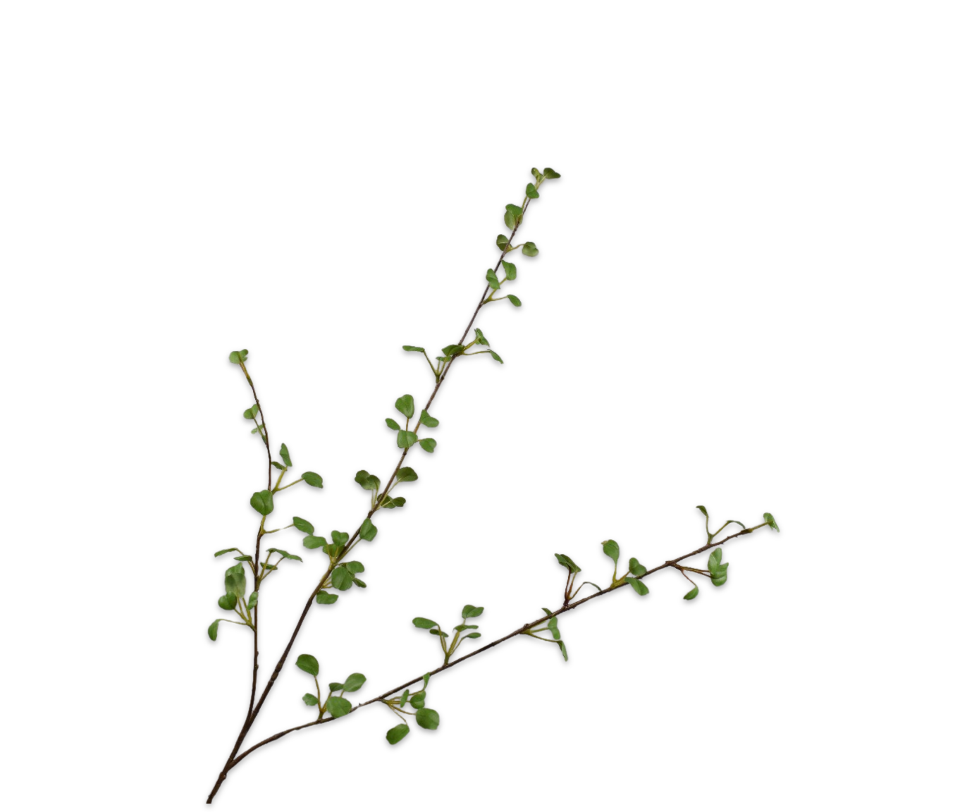 Silk ka bladtak groen
