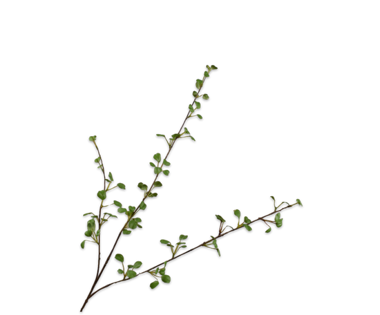 Silk ka bladtak groen