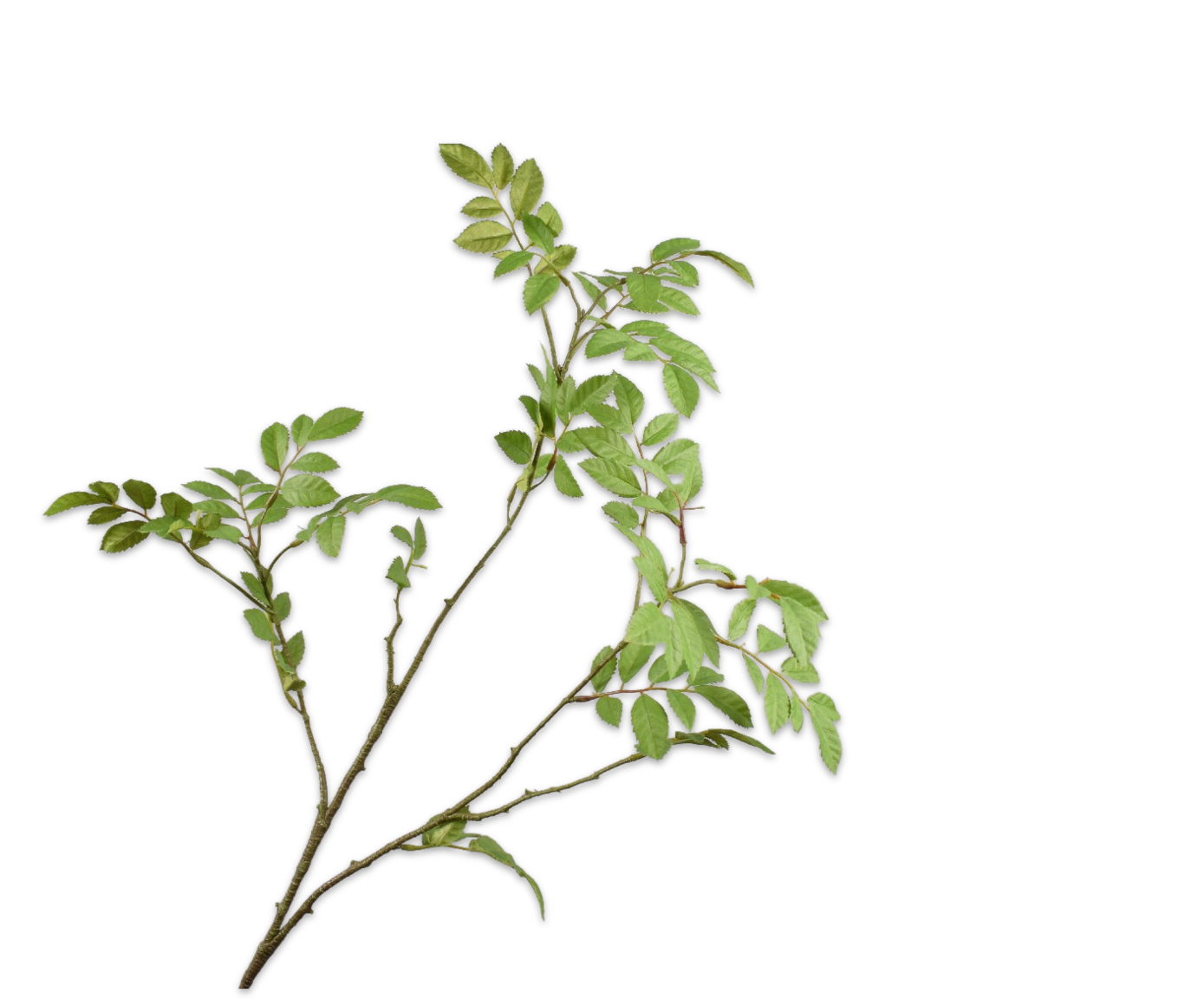 Silk ka bladtak groen