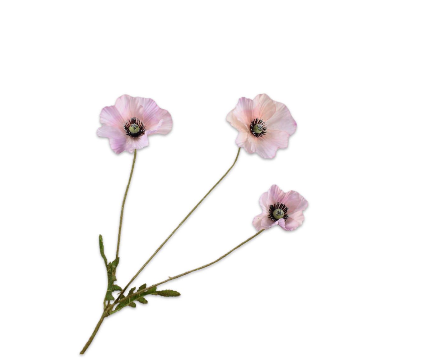 Silk ka klaproos tak roze
