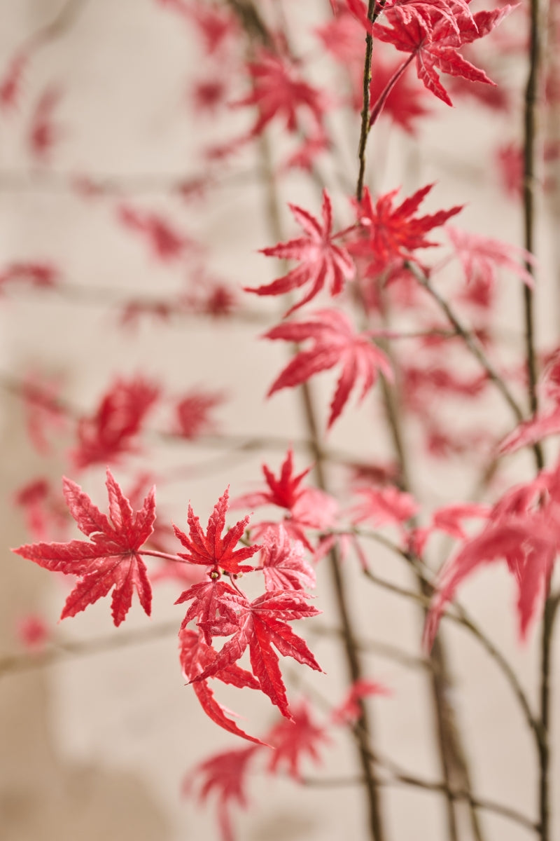 Silk ka japanse esdoorn rood