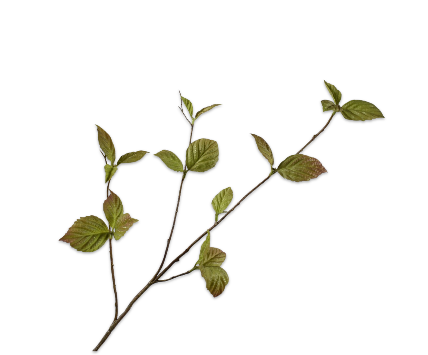 Silk ka Corylus tak groen