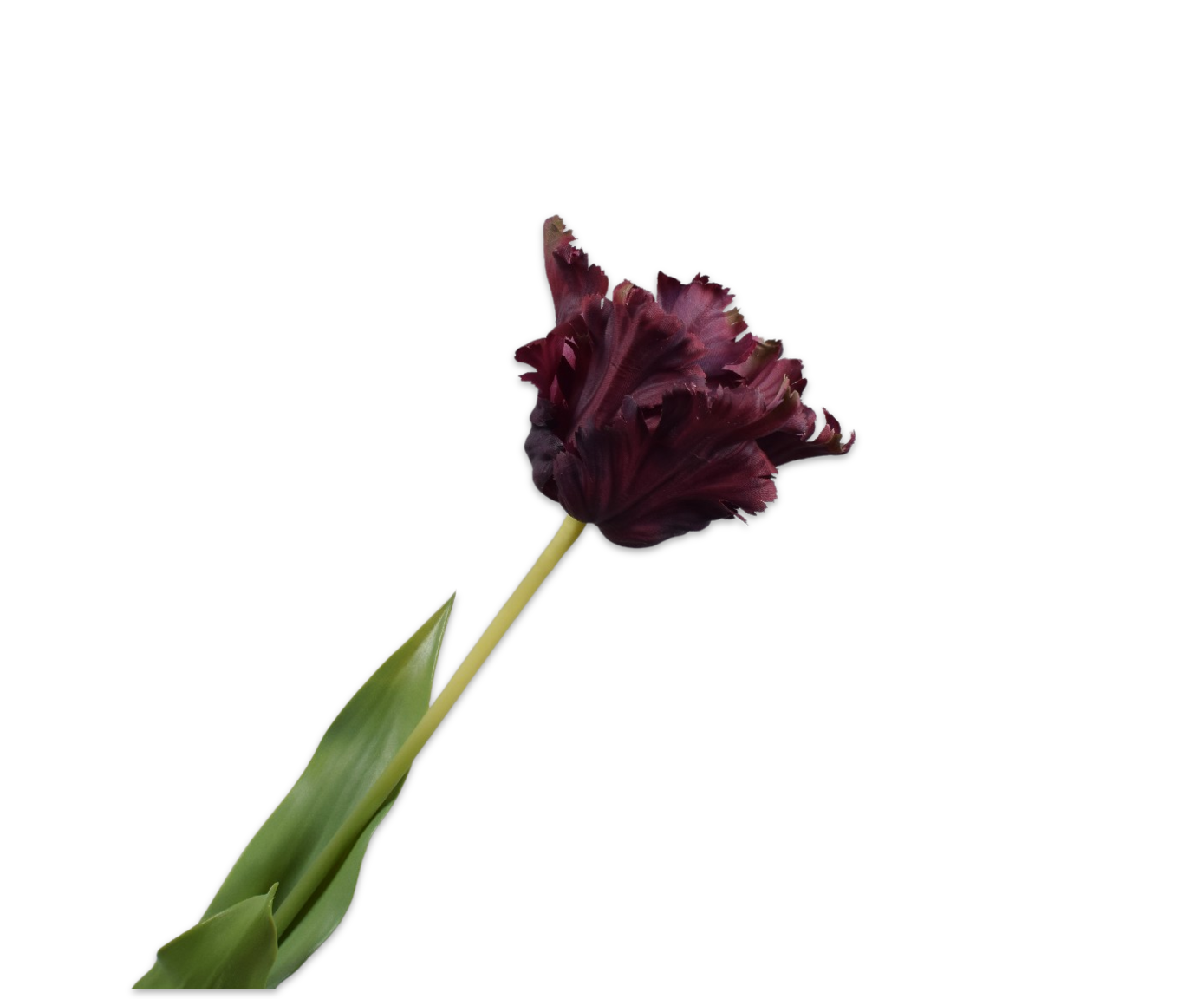 Silk ka tulp bordeaux