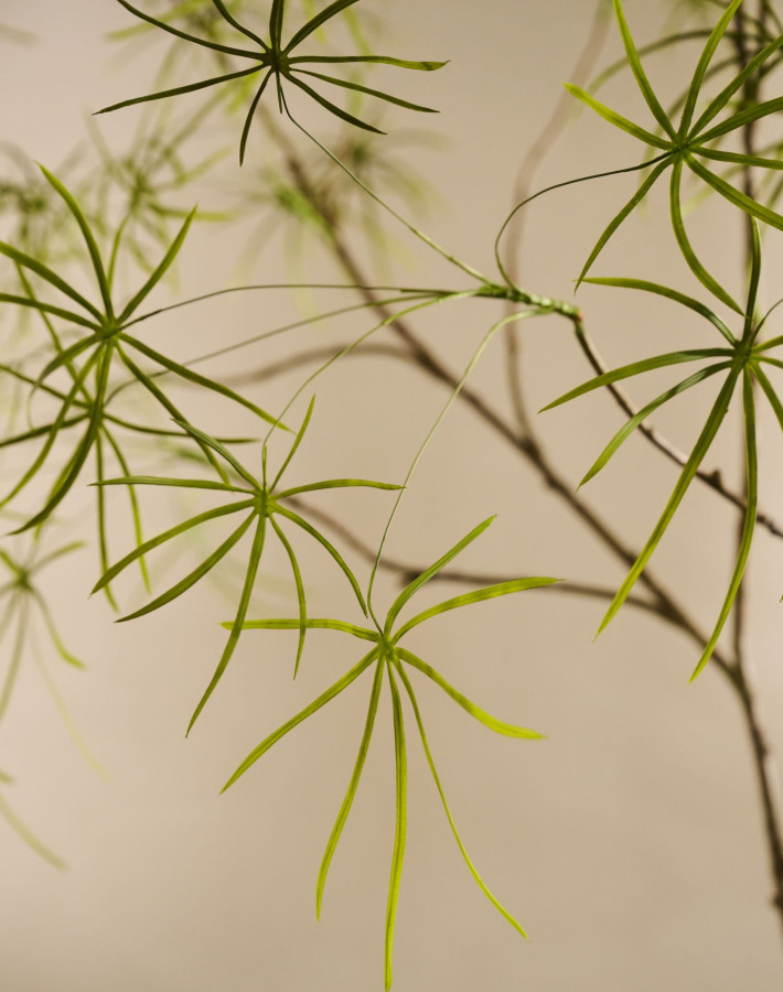 Silk ka schefflera