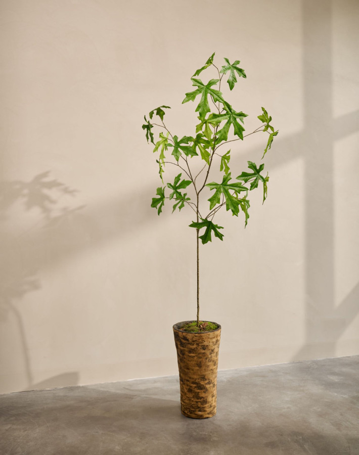 Silk ka schefflera