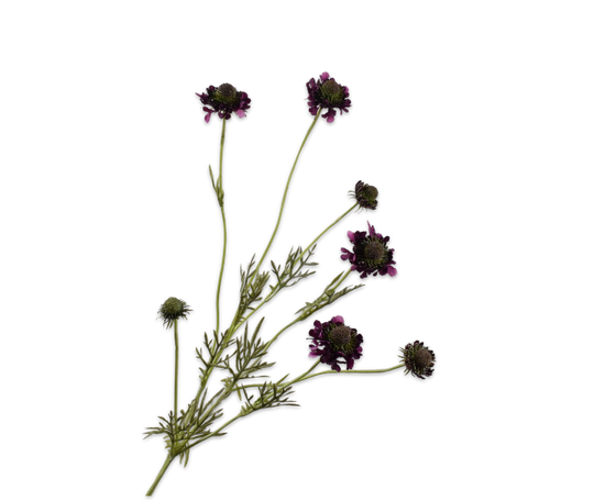 Silk ka scabiosa tak donker paars