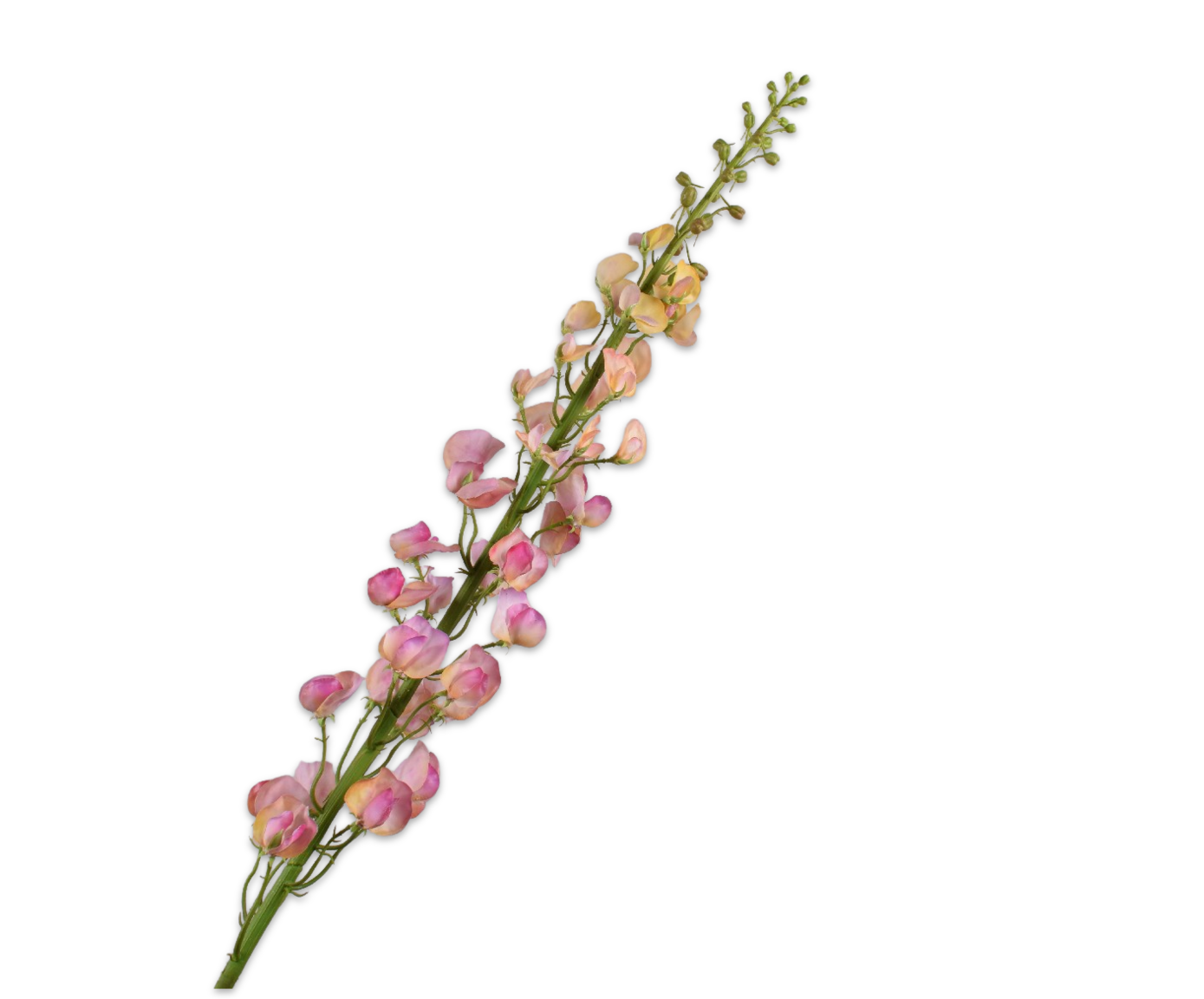 Silk ka lathyrus oranje roze