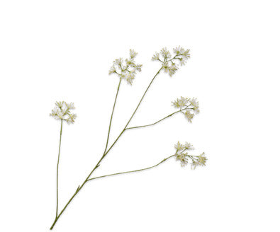 Silk ka aralia tak wit