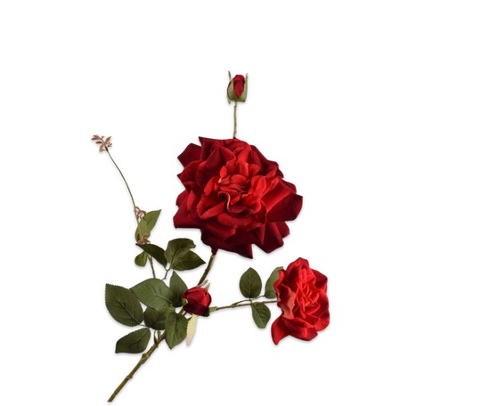 Silk ka Roos tak rood