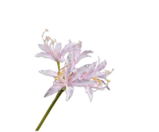Silk ka nerine steel lichtroze