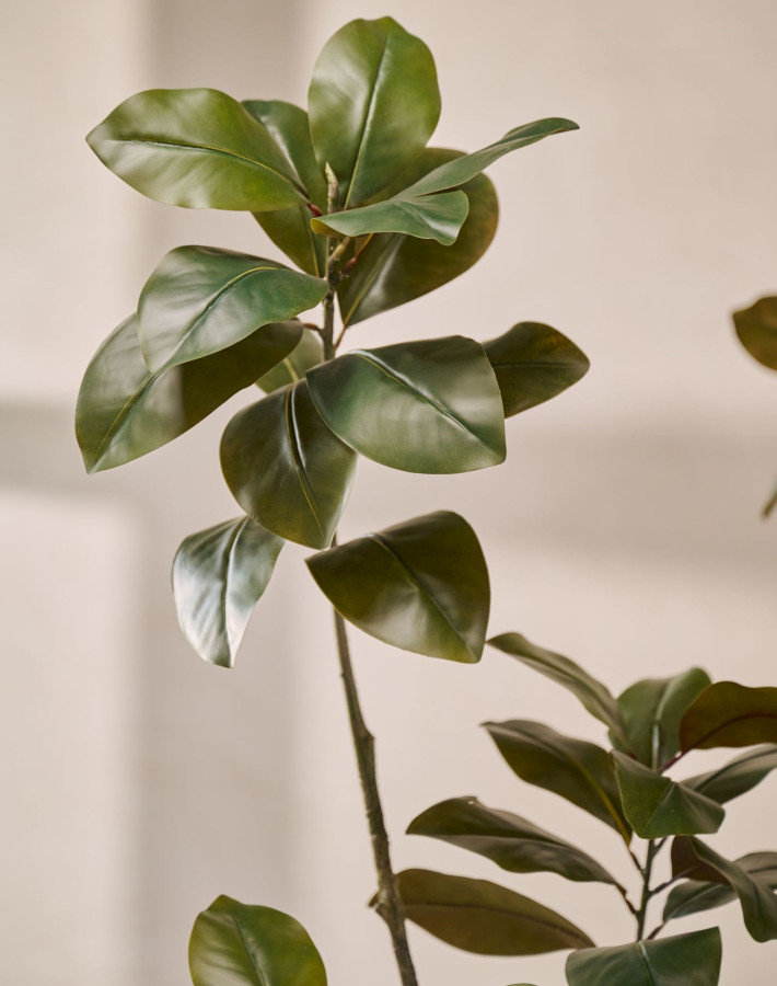 Silk ka Ficus