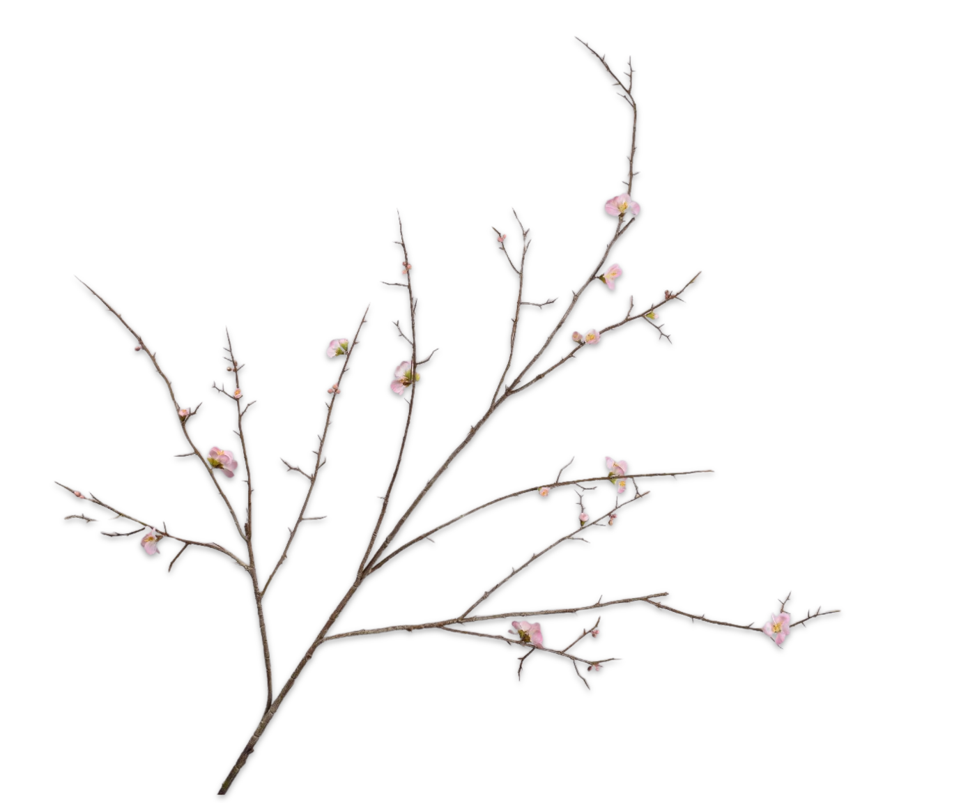 Silk ka chaenomelis roze