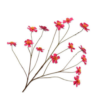 Silk ka cosmos fuchia