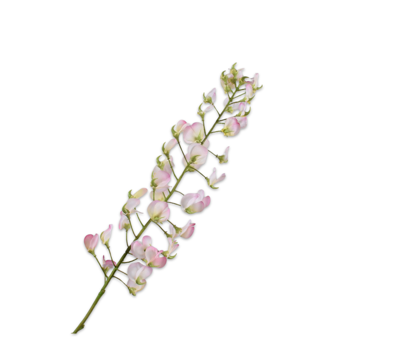 Silk ka lathyrus creme roze