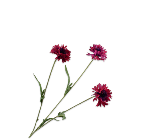 Silk ka korenbloem tak beauty