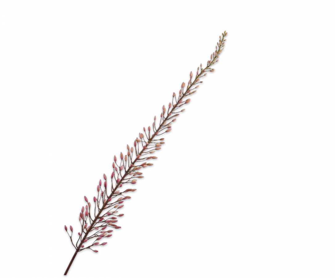 Silk ka eremurus roze