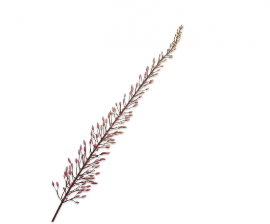 Silk ka eremurus roze